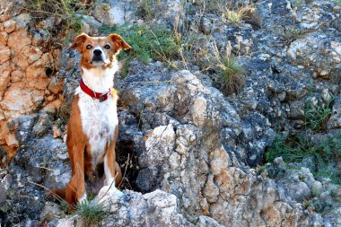 Köpek kayada oturuyor.