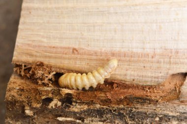 Uzun boynuzlu böceğin larvaları. Büyük yuvarlak başlı sıkıcı oduncu (Cerambycidae). Tahta sıkıcı böcek..  