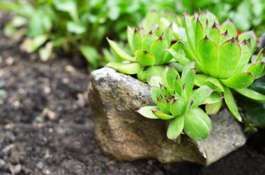 Kayalıklarda büyüyen evleri kapatın.