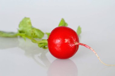 Gri arkaplanda taze turpu kapat