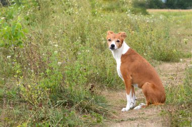 Yaz tarlasında köpek