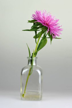 Şeffaf cam şişede Aster çiçeği