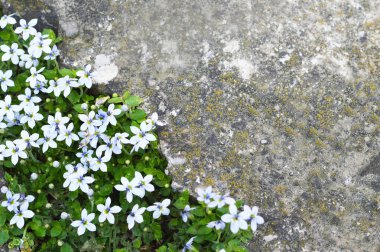  Köşesinde mavi çiçekler olan eski beton arkaplan manzarası