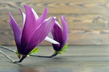 Tahta arka planda manolya çiçekleri