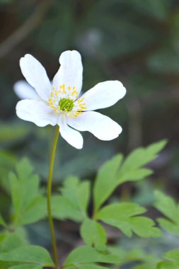 Bahçede büyüyen Anemone çiçeği