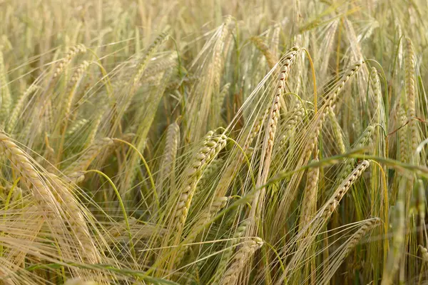 Yazın arpa tarlası