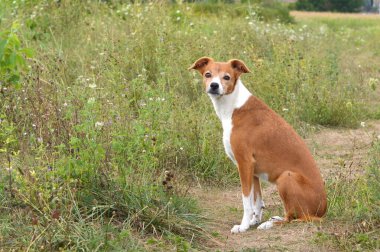 Tarladaki köpek