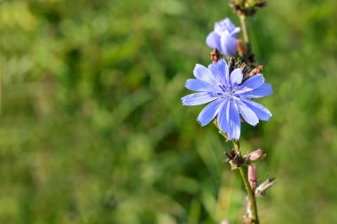 tarlada hindiba çiçeği
