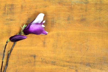 Grunge arka planında manolya çiçeği