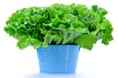 Beyaz arka planda izole edilmiş taze yeşil marul salatası.