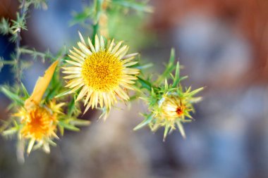 Carlina vulgaris veya Carline devedikeni 