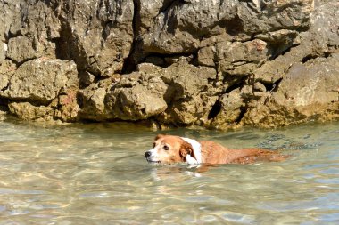 Uçurumun dibinde yüzen köpek.