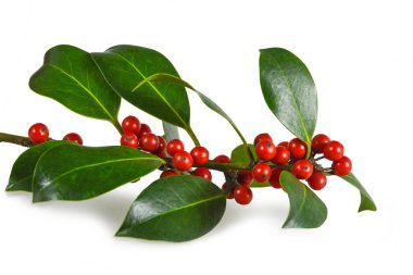 Beyaz arka planda kırmızı böğürtlenli brunch 