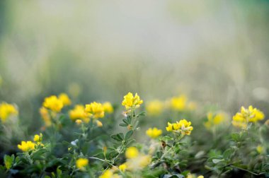 Bulanık arkaplanda sarı çiçeklerin yakın plan görüntüsü 