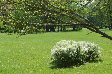 ağaçları ile bahar Parkı 