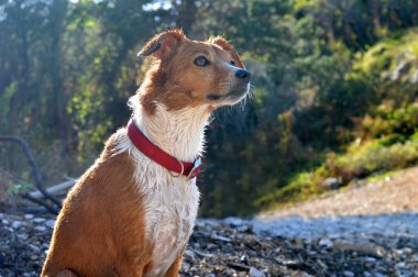 Parktaki kırmızı köpeğin portresi 