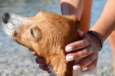 Şirin kırmızı köpeğin yakın plan görüntüsü 