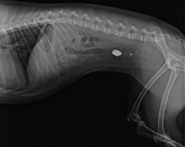 Taş yuttuktan sonra bir köpeğin röntgeni. Köpeklerde yabancı madde alımı.