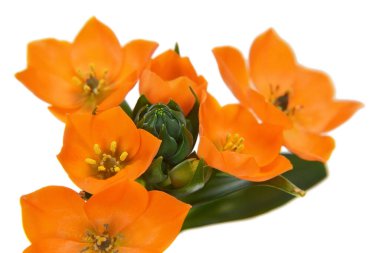 Orange star plant (Ornithogalum dubium) or Star of Bethlehem  clipart