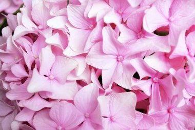 Pembe ortanca arkaplanının üst görünümü 