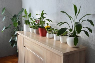 Ahşap bir dolaba yerleştirilmiş kapalı alan bitkileri koleksiyonu. Saksıdaki ev bitkileri.