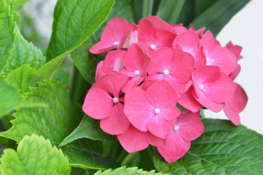 Bir Pembe Ortanca Çiçeğinin Yakın Çekimi