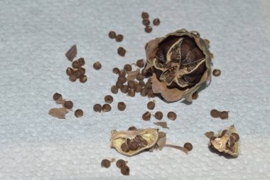 Dry seeds of hibiscus moscheutos clipart