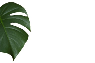 Monstera yaprağı kopyalama alanı olan beyaz bir arkaplanda izole edildi