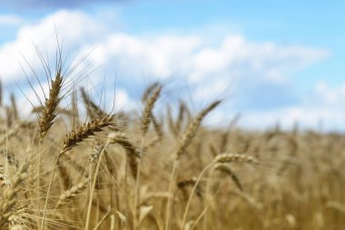 Yazın buğday tarlası           