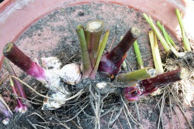 Köklerle kafiyeli değil, yakın plan