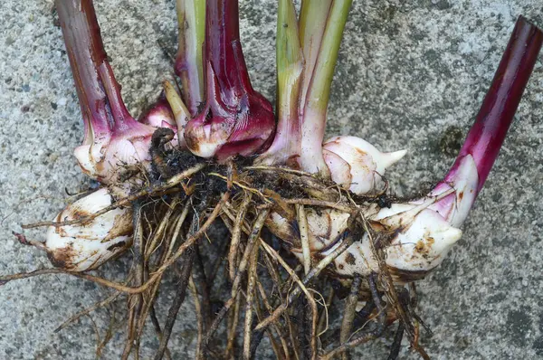 Köklerle kafiyeli değil, yakın plan