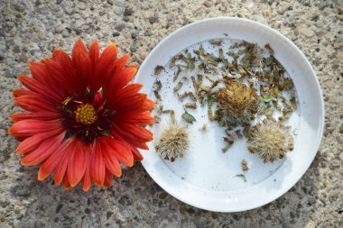 Battaniye çiçeği (Gaillardia çiçeği) tohumları ve kuru tohumlar toplanıyor  
