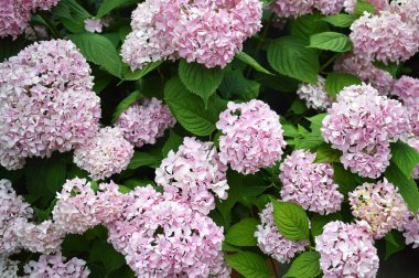 Bahçede çiçek açan çalı çiçekleri, tam kare.