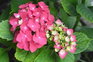 Bahçede açan pembe ortanca çiçeği.