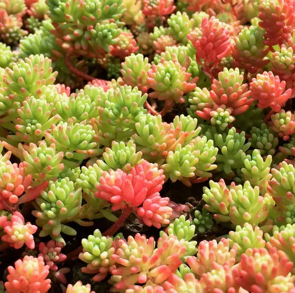 Yumuşak yeşil ve pembe renklere sahip hassas suluların yakın çekimi eşsiz ve karmaşık şekillerini gözler önüne seriyor. Bitkilerin canlı renkleri ve pürüzsüz dokusu floranın güzelliğini ve basitliğini vurgulayan barışçıl, doğal bir estetik yaratıyor..