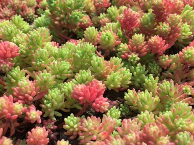 Canlı, sulu, yeşil ve kırmızı renklerin karışımı bir bitkinin yakın çekimi. Karmaşık detaylar ve renkler, doğa temalı tasarımlar, arka planlar veya botanik projeleri için mükemmel doğal bir model oluşturur..