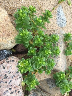 Kumlu topraklarda renkli kayaların arasında büyüyen küçük tomurcukları olan yeşil bir bitkinin yakın çekimi. Engebeli bir sahil ortamında esneklik ve büyüme gösteren doğal bir manzara. Doğa, ekoloji veya botanik temalar için ideal.