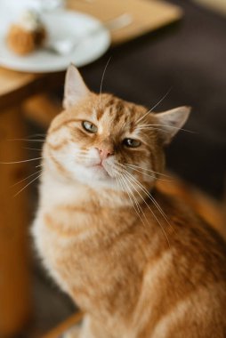 Bir kızın kollarında dost canlısı bir kedi