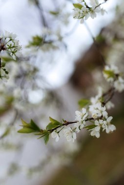 Çiçek açan bir ağacın dalları gün ışığında yakındır.