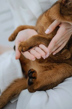 Hayvan pençeleri ve insanların elleri dostça tokalaşarak kesişti.