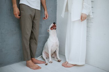 Beyaz bir odada tüyleri pürüzsüz beyaz bir köpek