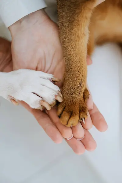 animal paws and people's hands crossed in a friendly handshake