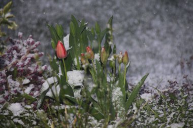 Karla kaplı bir bahçedeki çiçeklerin yakın çekimi, kendi metnin için yeri olan bir tebrik kartı olarak kullanışlı.,