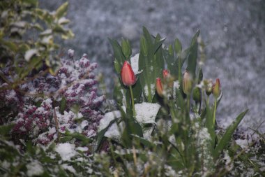 Karla kaplı bir bahçedeki çiçeklerin yakın çekimi, kendi metnin için yeri olan bir tebrik kartı olarak kullanışlı.,