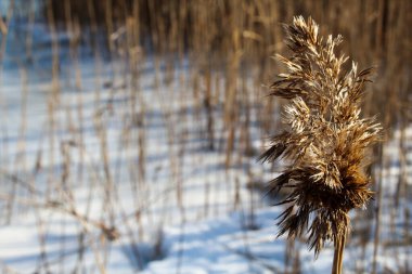 Nehir kenarında güneşli bir gün, sazlıklar kapanıyor