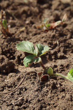 Bahçe ve tohum mevsimi. Yakın plan ekilmiş çilek çalısı.