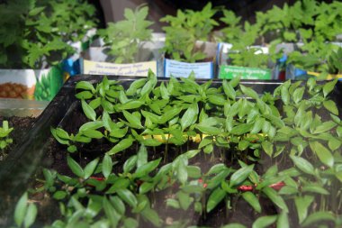 Güneşli bir günde siyah bir konteynırın içinde küçük fideler duruyor. Domates fideleri arkada. Yeşillik, bahçe ve sebze bahçesi konsepti.