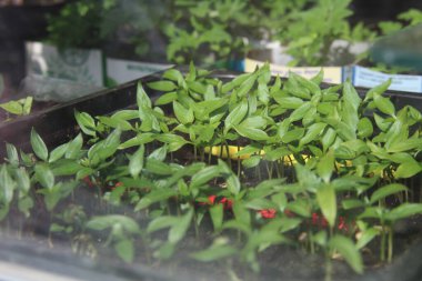 Güneşli bir günde siyah bir konteynırın içinde küçük fideler duruyor. Yeşillik büyümesi, bahçe ve sebze bahçesi kavramı.