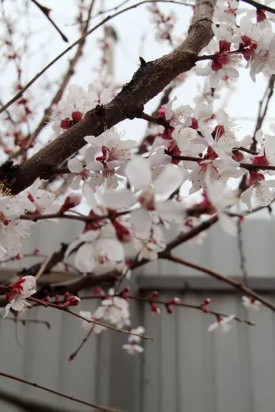 Bahar çiçeklenme mevsimidir. Fotoğraf bir kayısı gösteriyor.