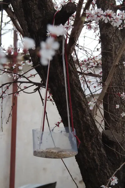 Kayısı çiçeklerinin arasındaki kuş yemliği